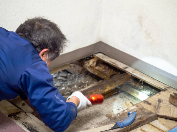 Best Mold Removal Company Near Me  in Booneville, MS