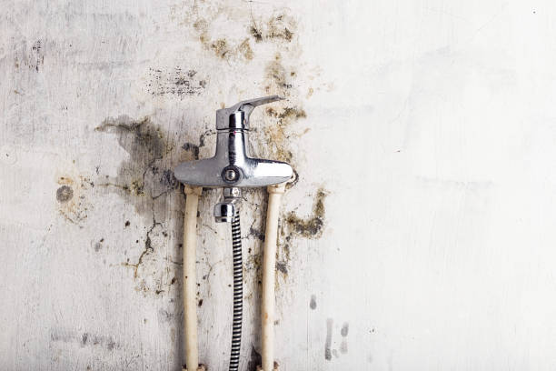 Best Office Mold Removal Services  in Booneville, MS