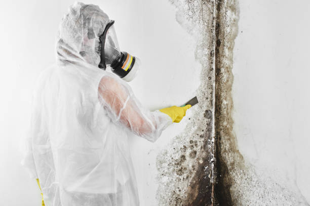 Best Mold Cleaning Services  in Booneville, MS
