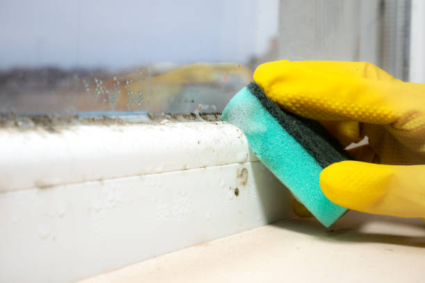 Best Mold Removal Near Me  in Booneville, MS