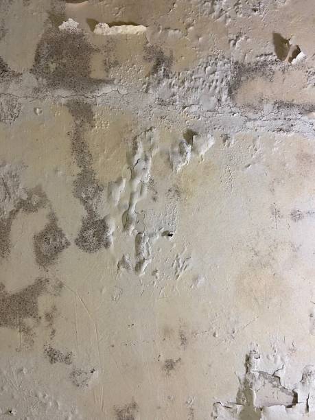 Crawl Space Mold Removal in Booneville, MS