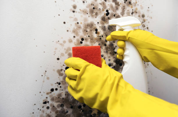 Office Mold Removal Services in Booneville, MS