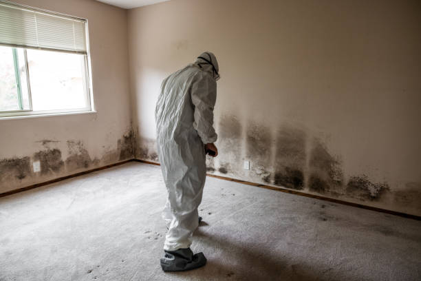 Best Emergency Mold Removal  in Booneville, MS