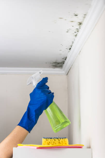  Booneville, MS Mold Removal Pros