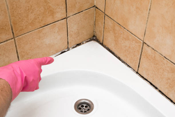 Best Professional Mold Removal  in Booneville, MS